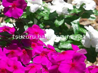 25/07/26 ニチニチソウ