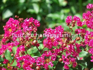 25/07/27 サルスベリ