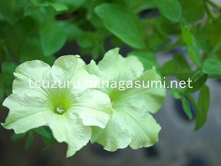 25/07/28 ペチュニア