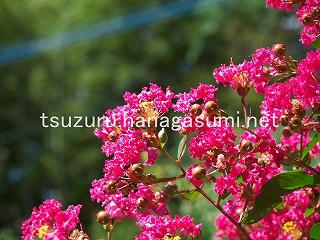 25/07/26 サルスベリ