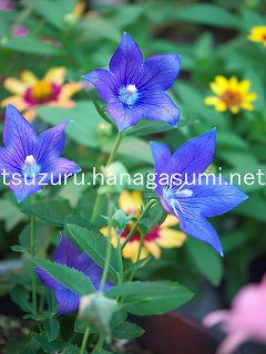 25/07/29 キキョウ