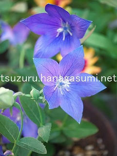 25/07/31 キキョウ