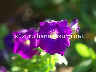 25/08/01 ペチュニア