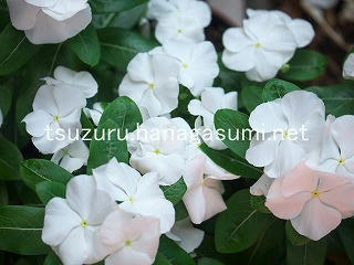 25/08/02 ニチニチソウ