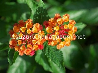 25/08/03 ランタナ