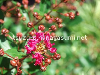 25/07/21 サルスベリ