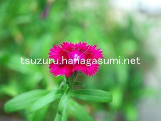 25/08/04 ナデシコ