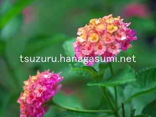 25/08/04 ランタナ