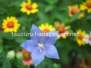 25/08/05 キキョウ