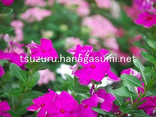 25/08/05 ニチニチソウ