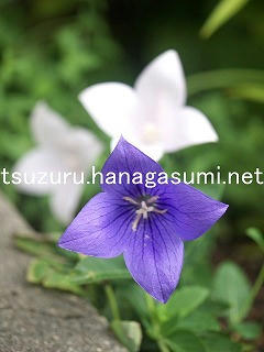 25/08/06 キキョウ