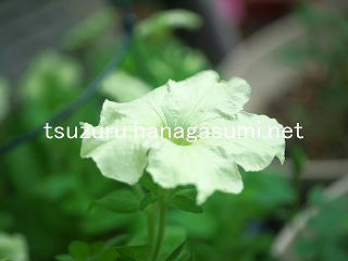 25/08/10 ペチュニア
