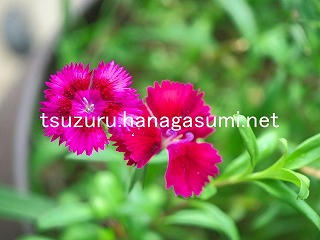 25/08/07 ナデシコ