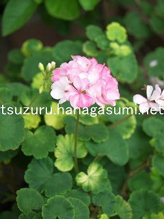 25/08/08 ゼラニューム