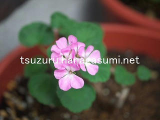 25/08/09 ゼラニューム