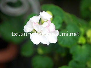 25/08/11 ゼラニューム