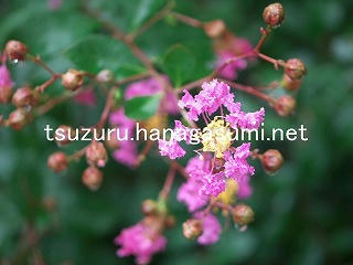 25/08/12 サルスベリ