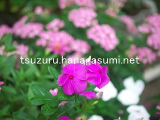 25/08/12 ニチニチソウ