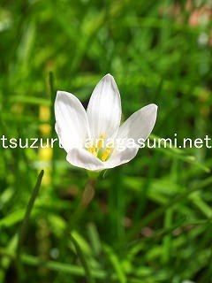 25/08/16 タマスダレ