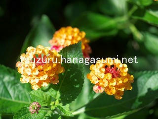 25/08/16 ランタナ