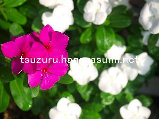 25/08/19 ニチニチソウ