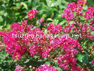 25/08/17 サルスベリ