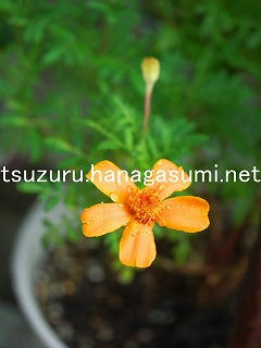 25/08/19 マリーゴールド