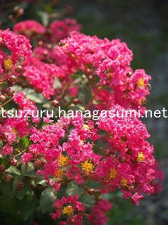 25/08/20 サルスベリ