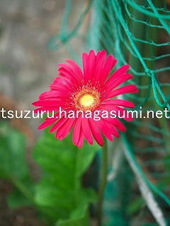 25/08/23 ガーベラ