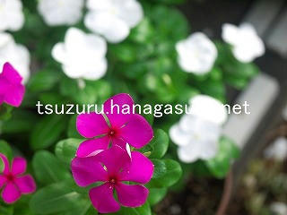 25/08/23 ニチニチソウ