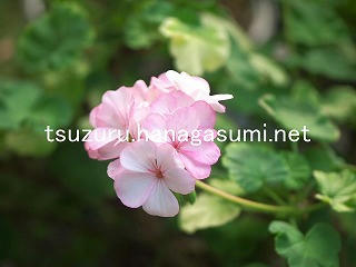 25/08/23 ゼラニューム