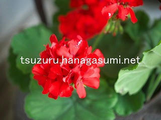 25/08/24 ゼラニューム