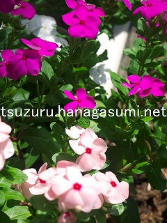 25/08/24 ニチニチソウ