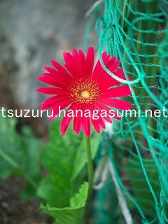 25/08/25 ガーベラ