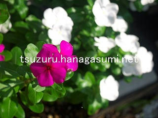 25/08/25 ニチニチソウ