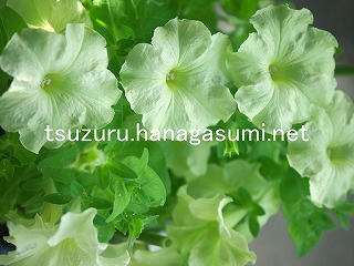 25/08/26 ペチュニア