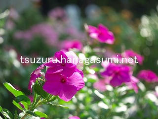 25/08/28 ニチニチソウ