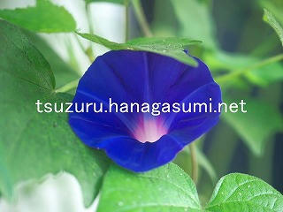 25/08/29 アサガオ