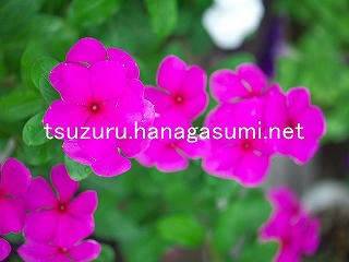 25/08/27 ニチニチソウ