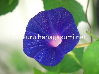 25/08/30 アサガオ