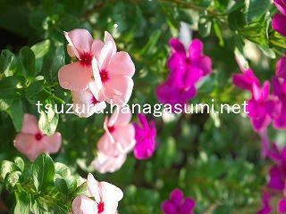 25/08/30 ニチニチソウ