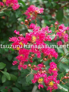 25/09/01 サルスベリ