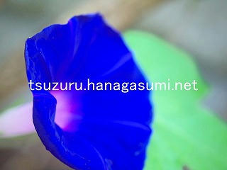 25/09/03 アサガオ