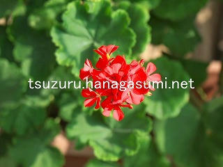 25/08/31 ゼラニューム