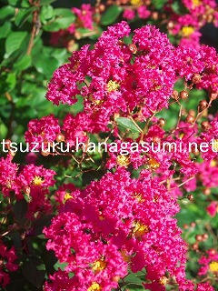 25/09/05 サルスベリ