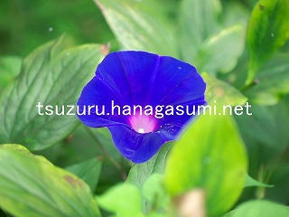 25/09/04 アサガオ