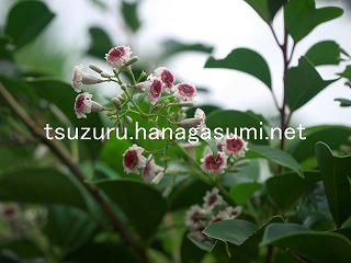 25/09/07 ヘクソカズラ