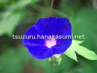 25/09/07 アサガオ