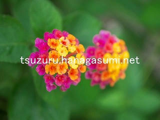 25/09/07 ランタナ