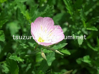 25/09/09 ヒルザキツキミソウ